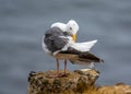 A Preening Western Gull on the California Coast Royalty Free Stock Photo