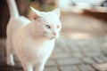 Beautiful adult white fluffy wool cat with different color eyes on the street. Heterochromia of the eyes Royalty Free Stock Photo