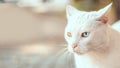 Beautiful adult white fluffy wool cat with different color eyes on the street. Heterochromia of the eyes Royalty Free Stock Photo