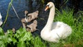 Beautiful adult white swan sitting on river side and protecting his grey baby swans swimming in lake. Royalty Free Stock Photo