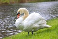 A beautiful adult white swan walks on the green grass on the river bank Royalty Free Stock Photo