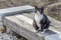 Beautiful adult young black and white cat with big yellow eyes sits on a wooden bench in the garden in spring Royalty Free Stock Photo