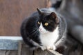 Beautiful adult young black and white cat with big yellow eyes sits on a wooden bench in the garden in spring Royalty Free Stock Photo