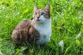 A beautiful adult young tabby cat with blue eyes and brown velvet wet nose on a green grass in a garden in summer Royalty Free Stock Photo
