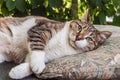 Beautiful adult young tabby cat with green eyes and brown velvet wet nose lies cat lies on a bench and a brown pillow in Royalty Free Stock Photo