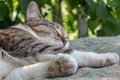 Beautiful adult young tabby cat with shut eyes and brown velvet wet nose sleeps on a brown pillow in the garden in summer Royalty Free Stock Photo