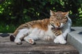 A beautiful adult young tabby fun and fat cat with closed eyes and brown velvet wet nose lies on a gray old bench and licks its Royalty Free Stock Photo