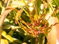 A Beautiful Aechmea blanchetiana bright orange arching leaves with orange flower spike multi-branched inflorescence.