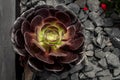 Beautiful of Aeonium arboreum, Black Aeonium on scree background