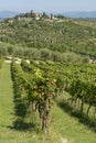 Beautiful aerial view of the Chianti vineyards between the provinces of Siena and Florence, Tuscany, Italy, with a red rose plant Royalty Free Stock Photo