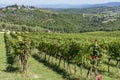 Beautiful aerial view of the Chianti vineyards between the provinces of Siena and Florence, Tuscany, Italy, with a red rose plant Royalty Free Stock Photo