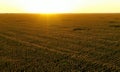 Beautiful aerial view of flowering organic sunflowers field while sunset. Drone flying over agriculture field with Royalty Free Stock Photo