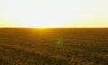 Beautiful aerial view of flowering organic sunflowers field while sunset. Drone flying over agriculture field with Royalty Free Stock Photo