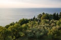 Beautiful aerial view on forest pine trees on adriatic coastline, slovenia