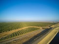 Beautiful aerial view of large almond orchard Royalty Free Stock Photo