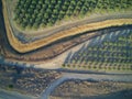 Beautiful aerial view of large almond orchard Royalty Free Stock Photo