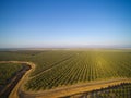 Beautiful aerial view of large almond orchard Royalty Free Stock Photo