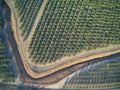 Beautiful aerial view of large almond orchard