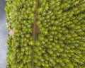 Beautiful aerial view of a pine tree forest next to a river Royalty Free Stock Photo