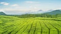 Beautiful tea plantation at morning misty