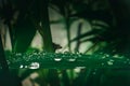 beautiful aesthetic background of water drop green leaf