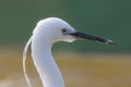 Beautiful aesthetic nature image of a white Little Egret bird. Z Royalty Free Stock Photo