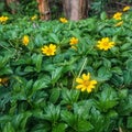 A beautiful and aesthetically pleasing small yellow flower taken from a closeup