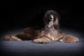 Beautiful Afghan dog begging for food