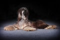 Beautiful Afghan dog begging for food