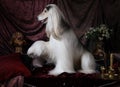 Beautiful Afghan hound dog Royalty Free Stock Photo