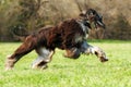 Beautiful Afghan hound dog running Royalty Free Stock Photo