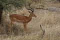 African antelope, impala , Aepyceros melampus Royalty Free Stock Photo