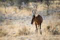Beautiful african antelope, Kongoni, looking to its right. Etosha National Park, Namibia