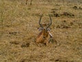 Beautiful African antilope in the savanne of Africa