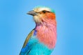 Beautiful African bird, close-up portrait. Detail portrait of beautiful bird. Lilac-breasted roller, Coracias caudatus, head with Royalty Free Stock Photo