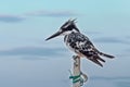 Pied Kingfisher bird, Ethiopia, Africa wildlife Royalty Free Stock Photo
