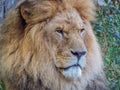 Beautiful african king lion Royalty Free Stock Photo