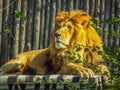 Beautiful african king lion Royalty Free Stock Photo