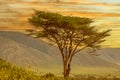 beautiful African landscape at sunrise with trees and mountains in national park Royalty Free Stock Photo