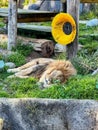 Beautiful African lion lying down Royalty Free Stock Photo