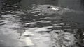 Beautiful African penguin Spheniscus demersus swim in the pool in zoo