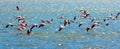 Beautiful African pink flamingos flies over the sea