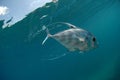 Beautiful African Pompano fish swimming in ocean