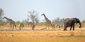 Panorama of giraffe, zebra and elephant drinking from a waterhole inn the heat of the day in Hwange National Park Royalty Free Stock Photo