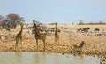 Beautiful African scenic with giraffe, zebra and wildebeest Royalty Free Stock Photo