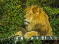 Beautiful african sleepy lion Royalty Free Stock Photo