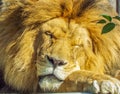 Beautiful african sleepy lion Royalty Free Stock Photo