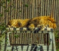 Beautiful african sleepy lion Royalty Free Stock Photo