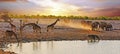 Beautiful African Sunset with large herd of Giraffe and elephants
