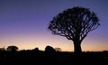 Beautiful african sunset night glow with silhouetted Quiver tree. Royalty Free Stock Photo